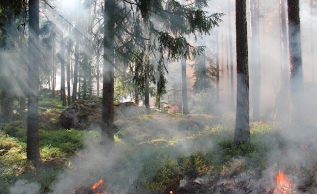 Ilustrasi karhutla-Foto: Pixabay, pexels.com